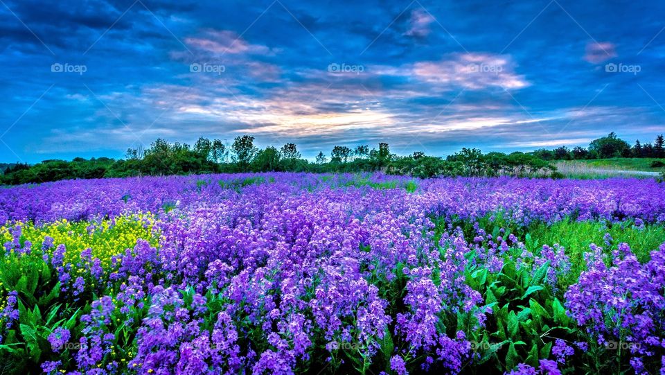 Beautiful purple Flower with sky background
