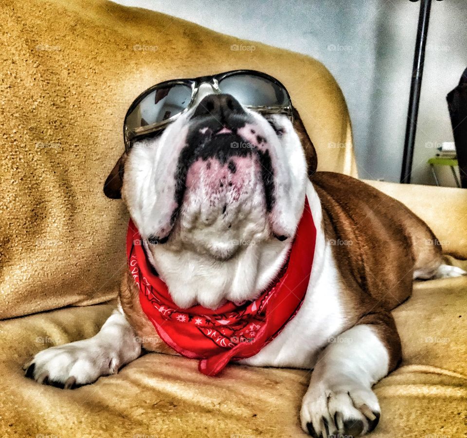 Chillin in the summer Winston English bulldog 