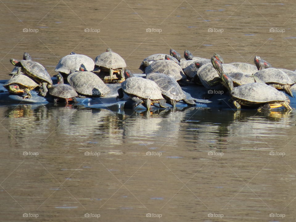 Turtles