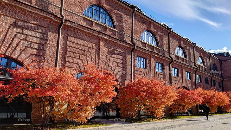 Autumn mood🍂🍁 Colourful trees 🍁🍂