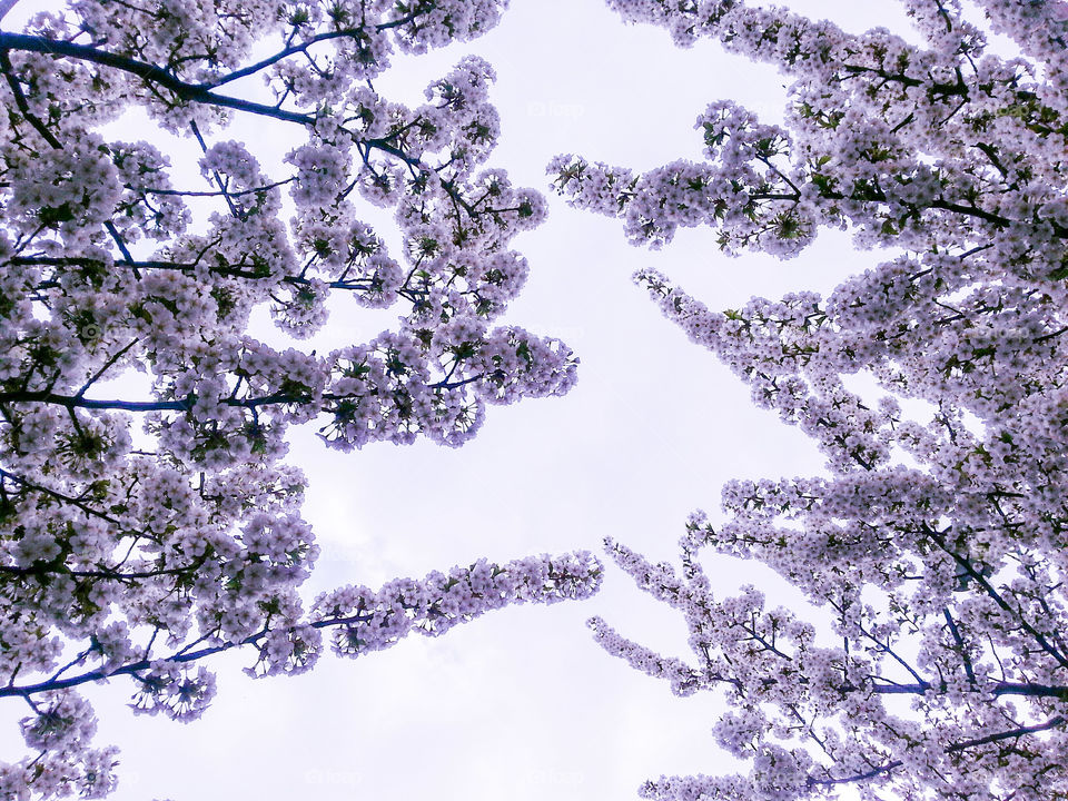 Cherry blossoms above