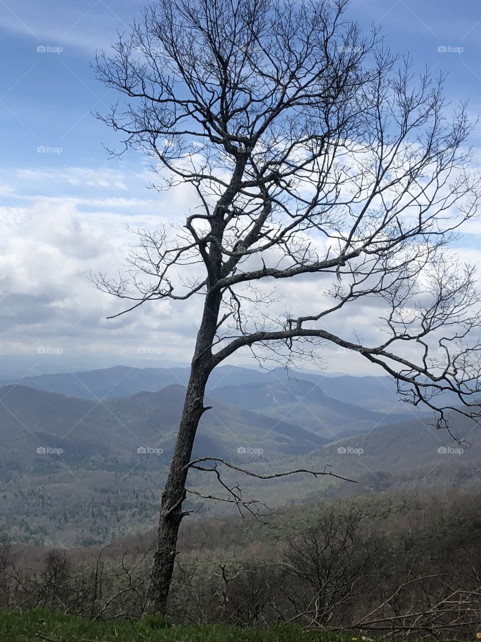 Lone bare tree against background of misty mountains along Blue Ridge Parkway.