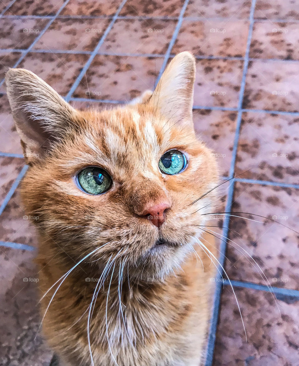 Close-up portrait of a cross eyed, ginger cat 