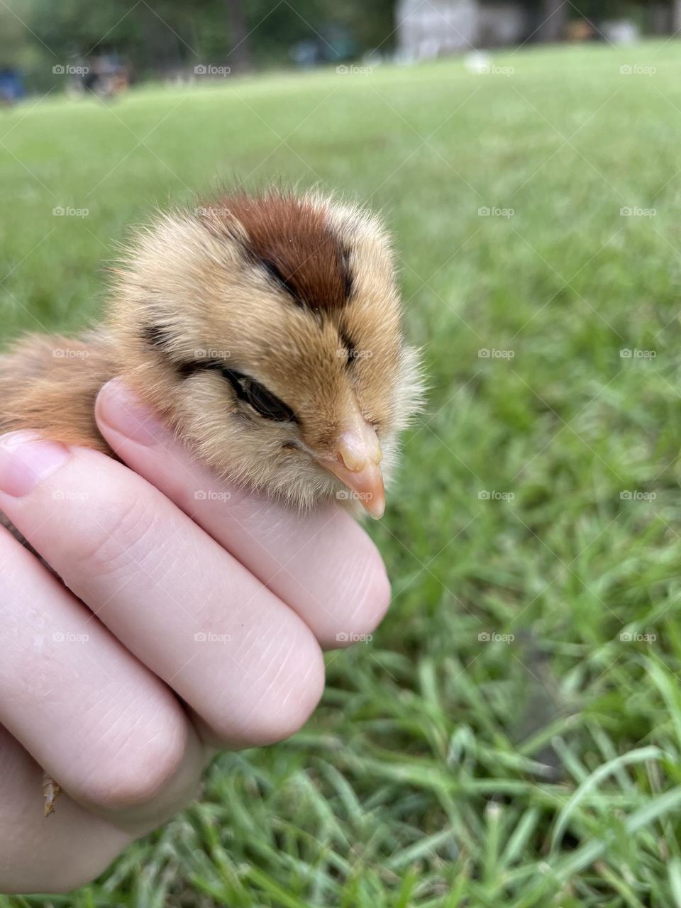 A little baby chick. 