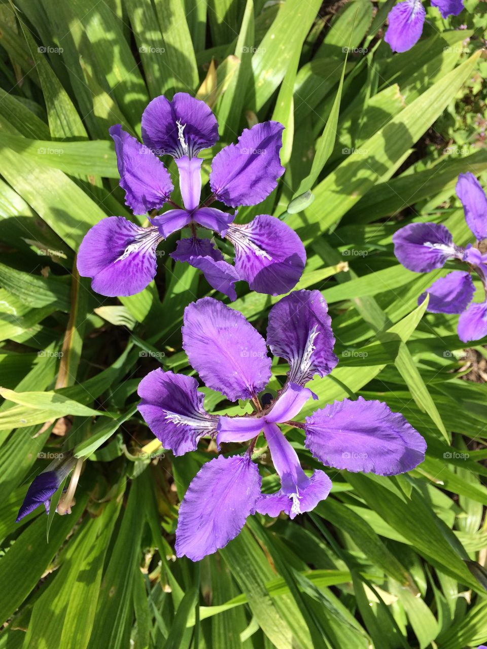 Iris flowers 