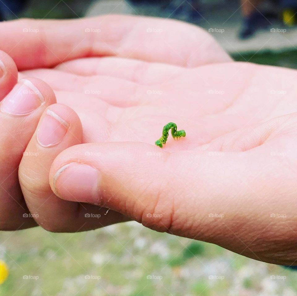 Inchworm friends 