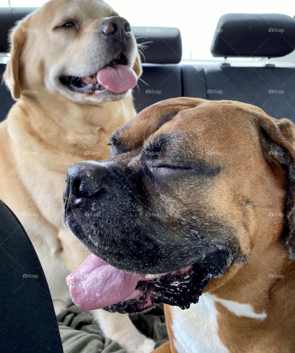 Two dogs relaxing during a ride in the car 