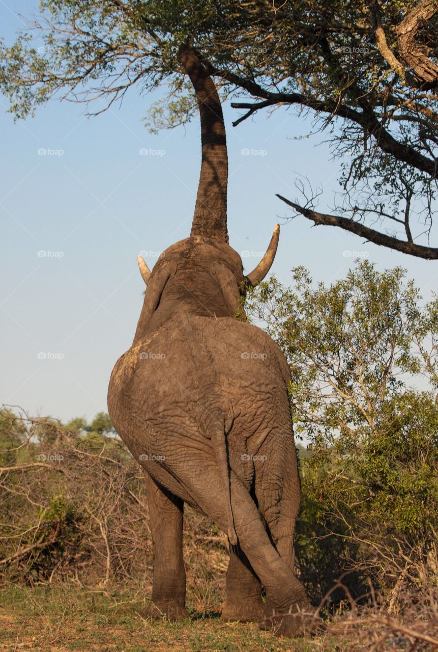 A bull elephant appears to be practicing a ballet move while reaching for dinner!