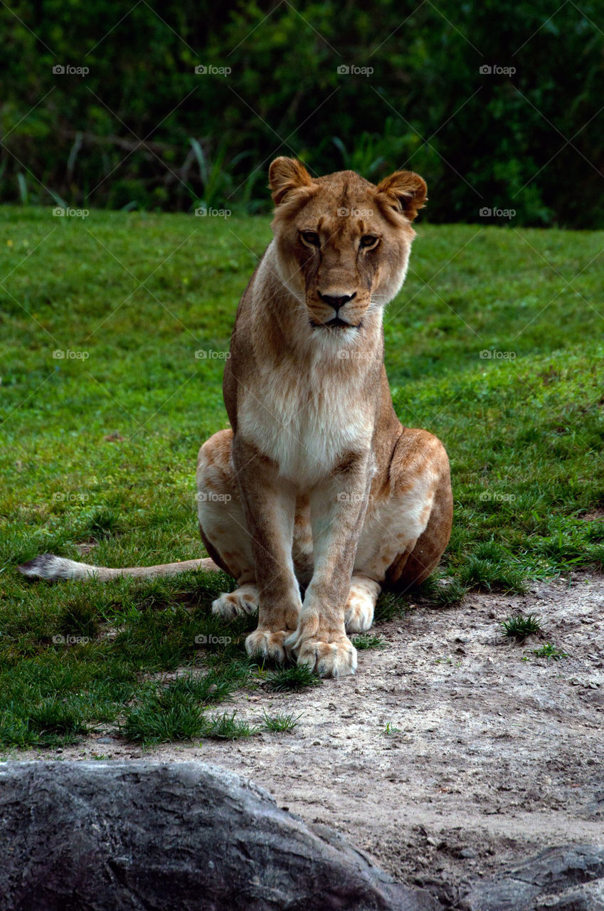 Green trees reflecting on lake
