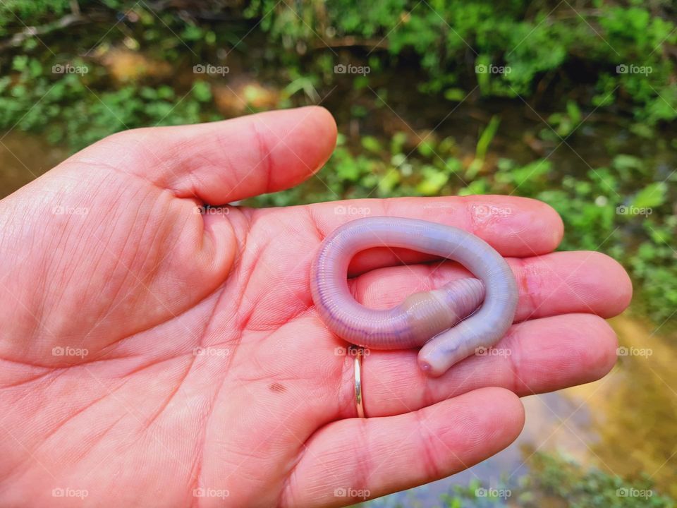 earthworm in the hand