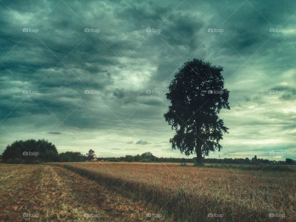 Landscape with a tree