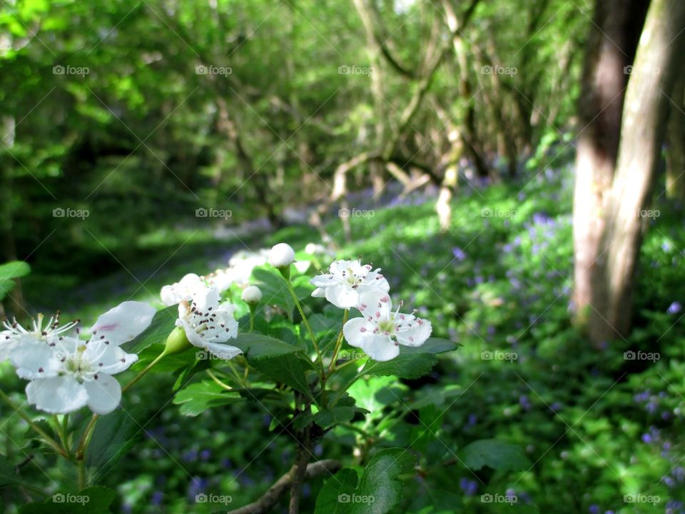 Spring blossom 