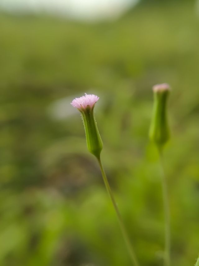 Wild grass flower.