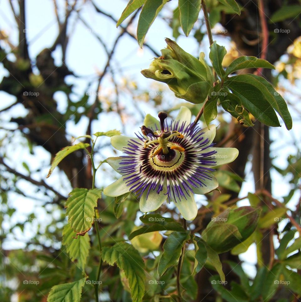Single passionflower growing against a tree showing foliage against leaves and blue sky