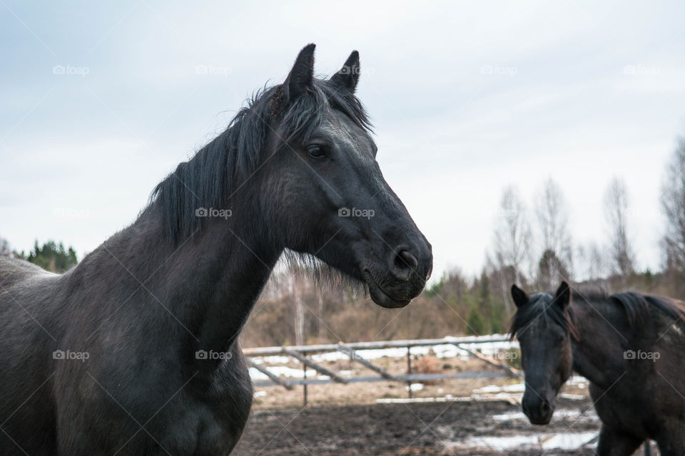 Beautiful horses