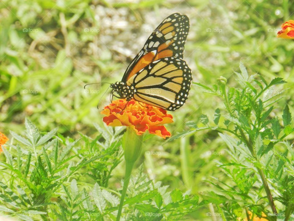 Butterfly, Nature, Insect, Summer, Outdoors