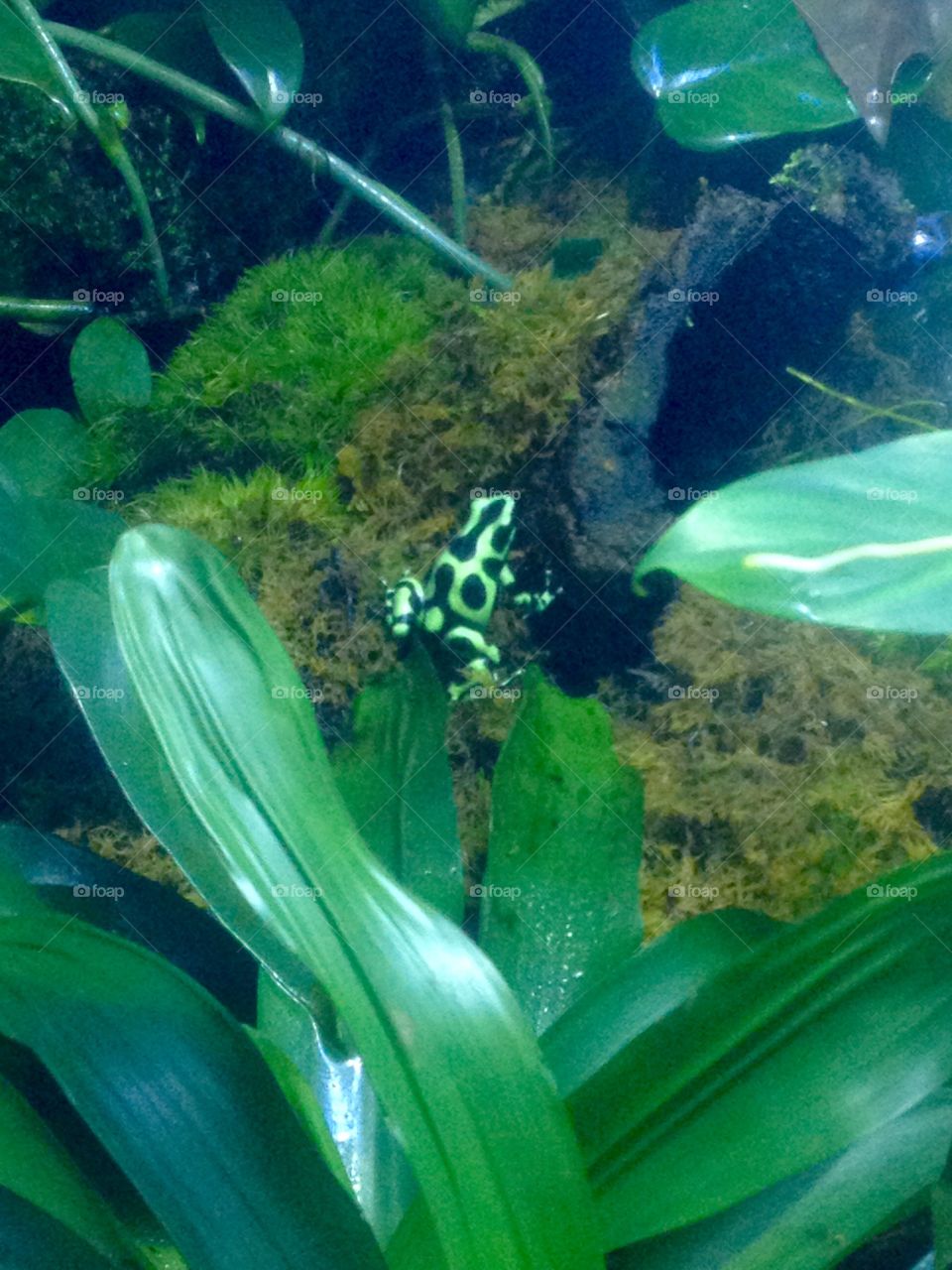 Poison Dart Frog