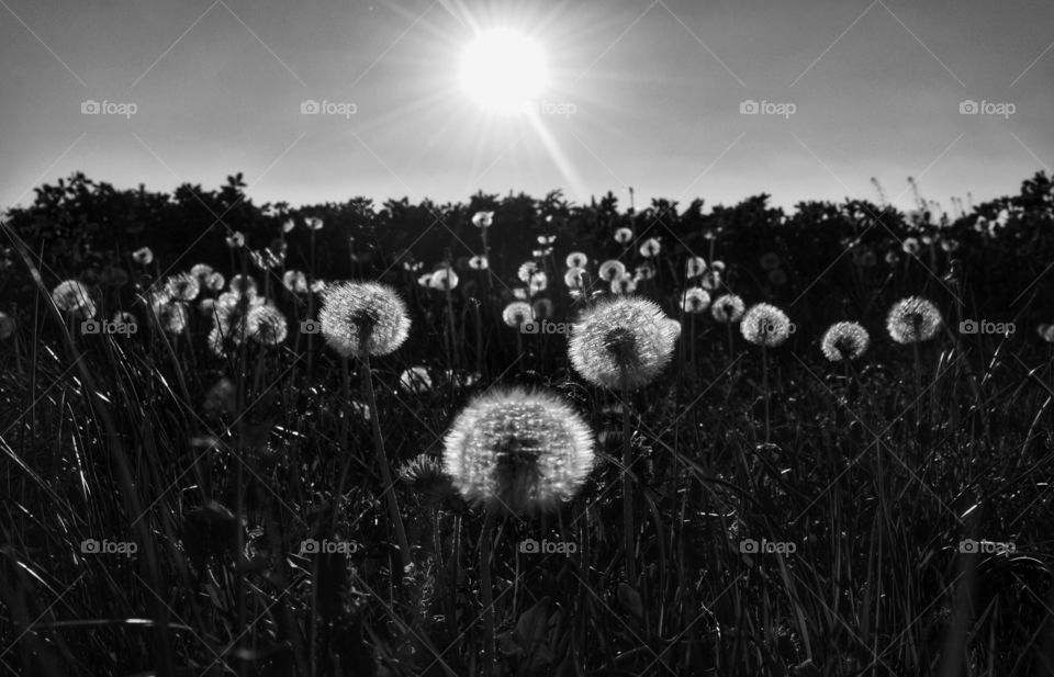 Grass, Monochrome, Field, Hayfield, Sun