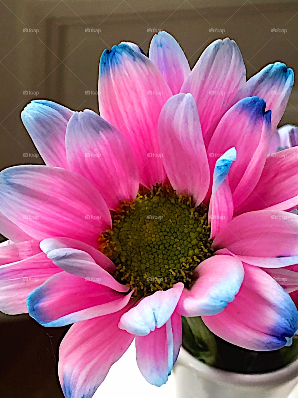 Pink and blue gorgeous flower! 