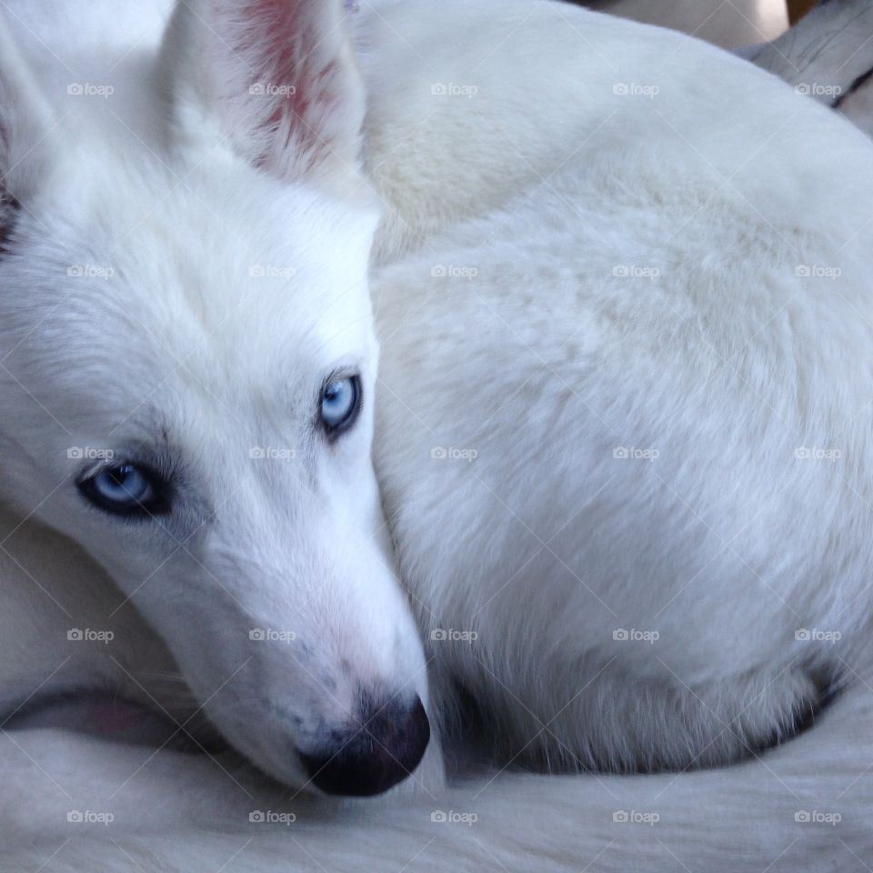 Husky 
