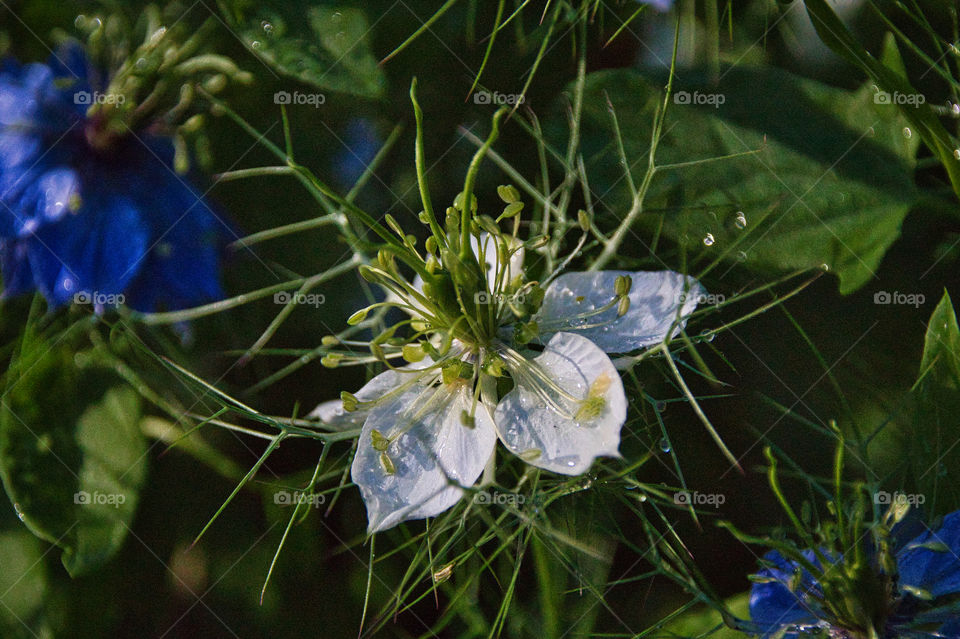 blue flowers in the water