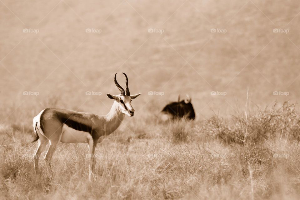 springbuck