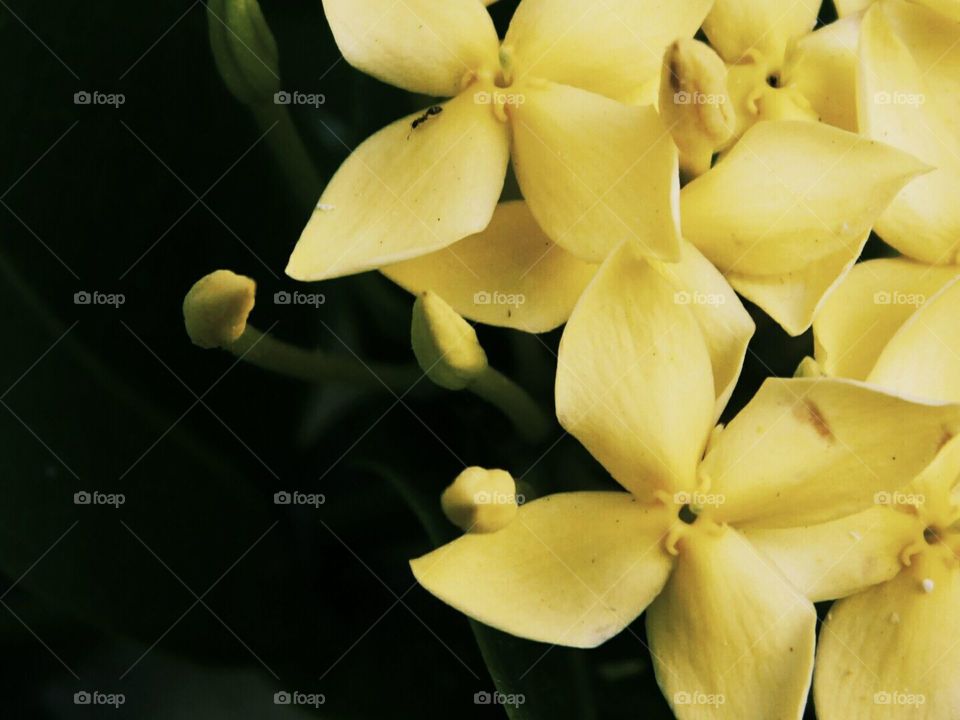 Yellow flowers of garden my lovely mother ♡
