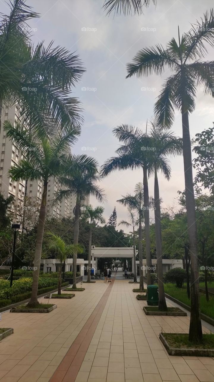 Palms on the footpath