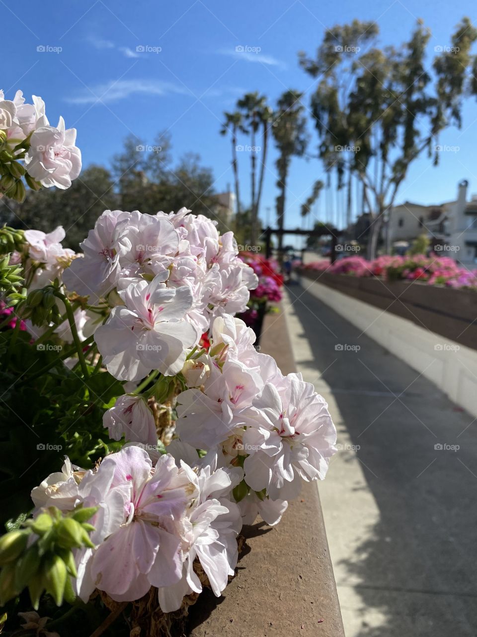 Ivy geranium flowers on the Goldenrod Footbridge 