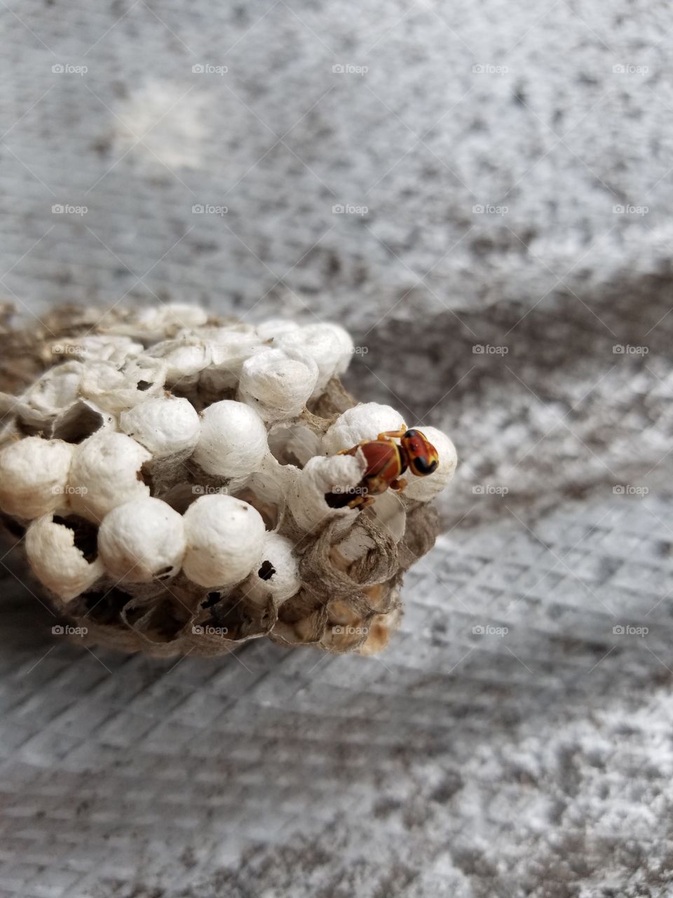 Wasp hatch