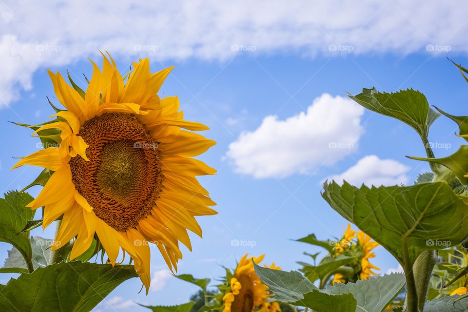 Sunflowers and clouds 