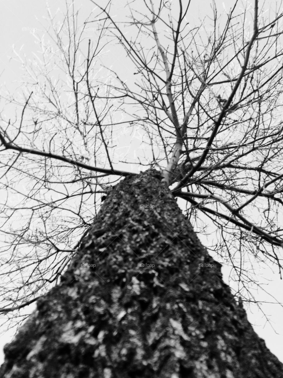 Black and white photo of a tree in early spring 