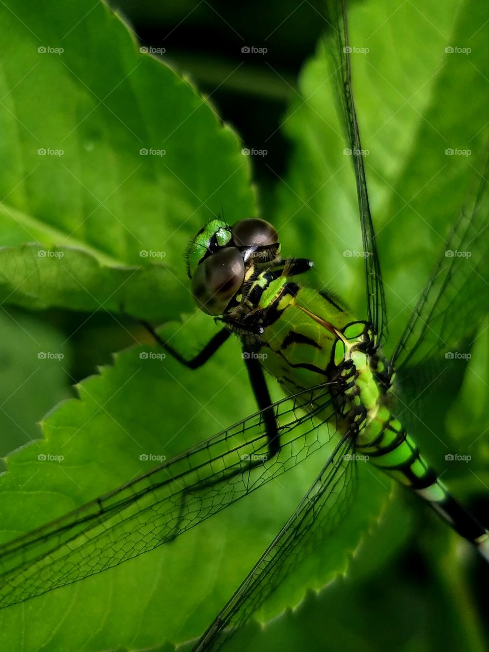 Insect, Dragonfly, Nature, Leaf, Wildlife