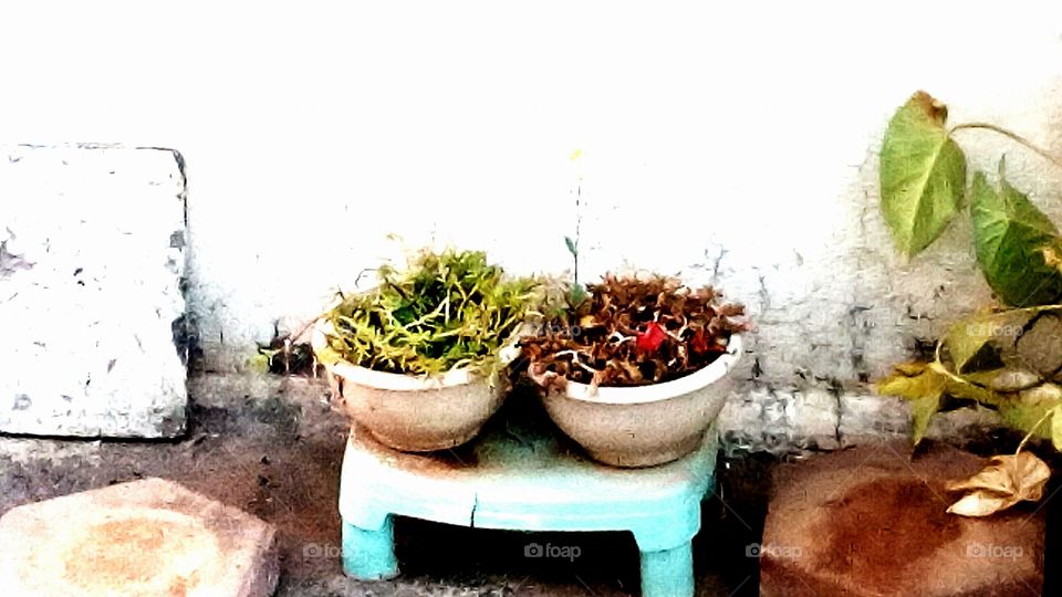 Close-up of two potted plants