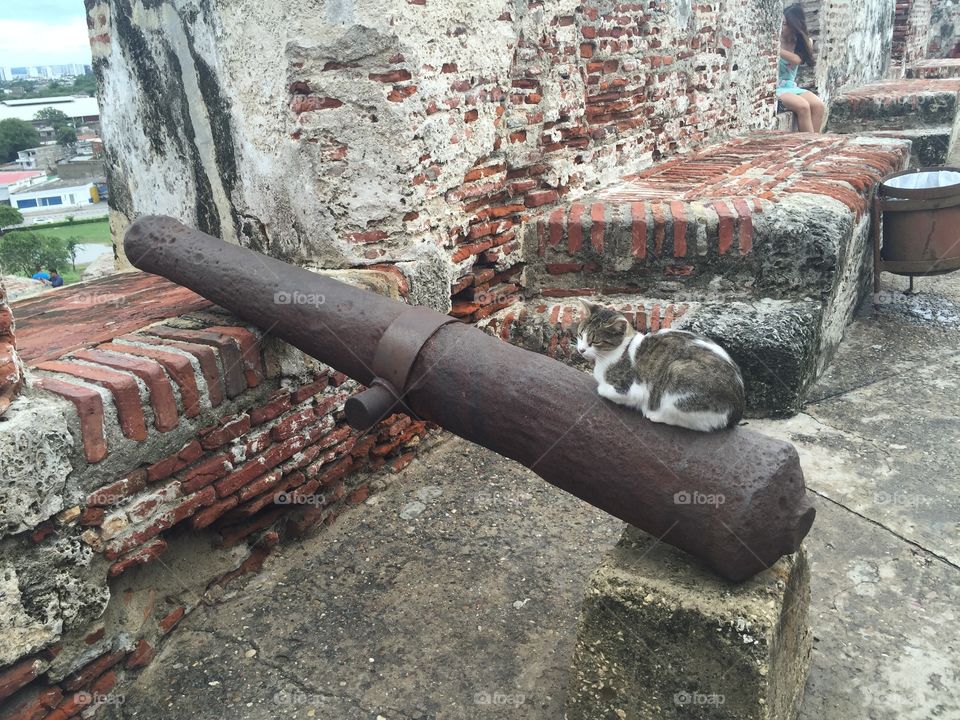 Cat hanging out on top of a canon at the Castillo San Felipe de Barajas in Cartagena, Colombia. 