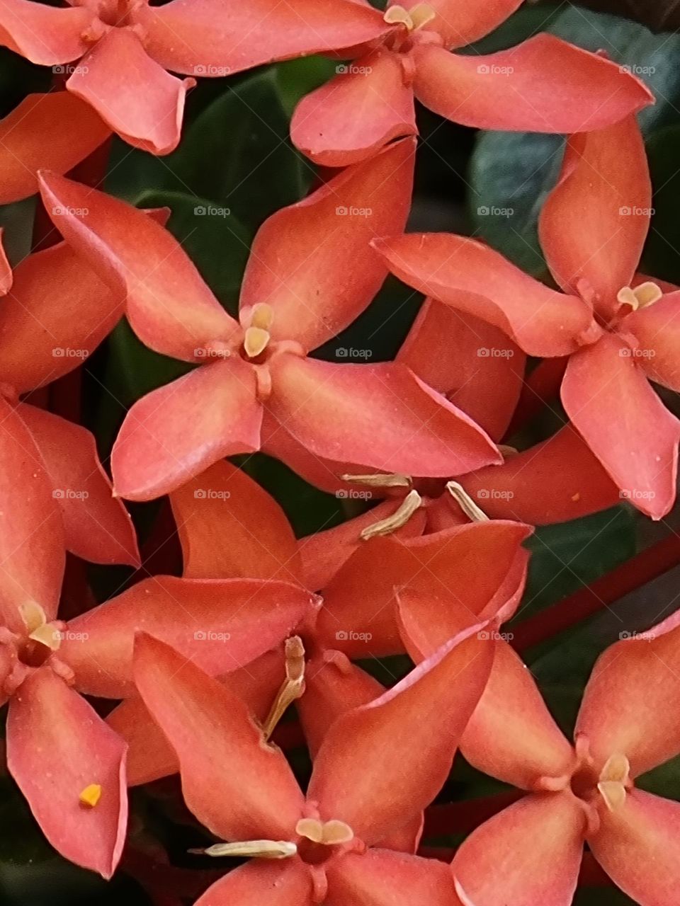 ixora