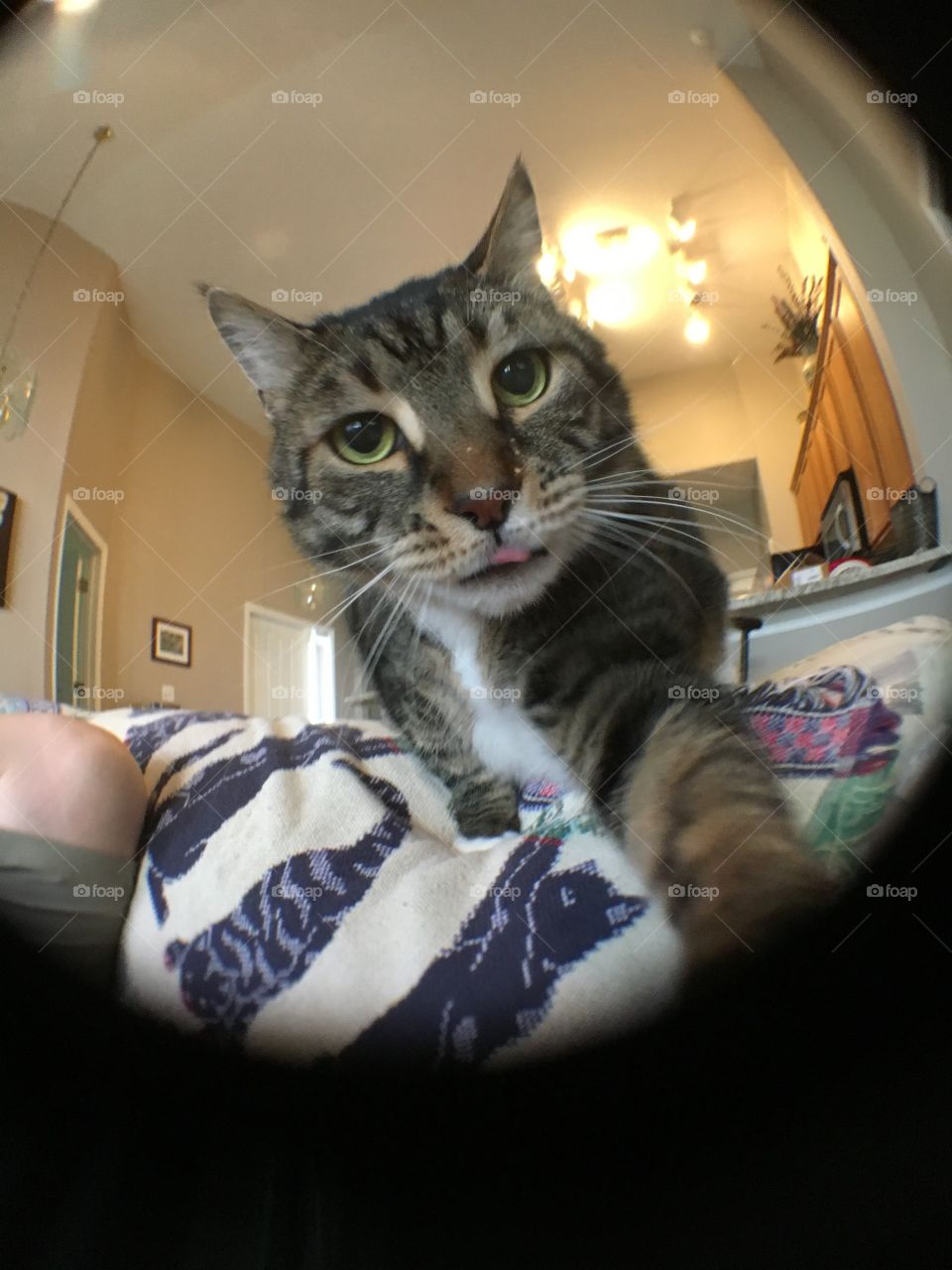 Kitty Selfie