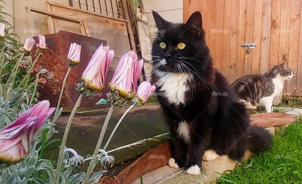 spring flowers and cat