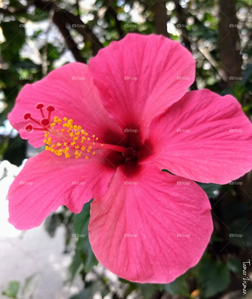 hibiscus