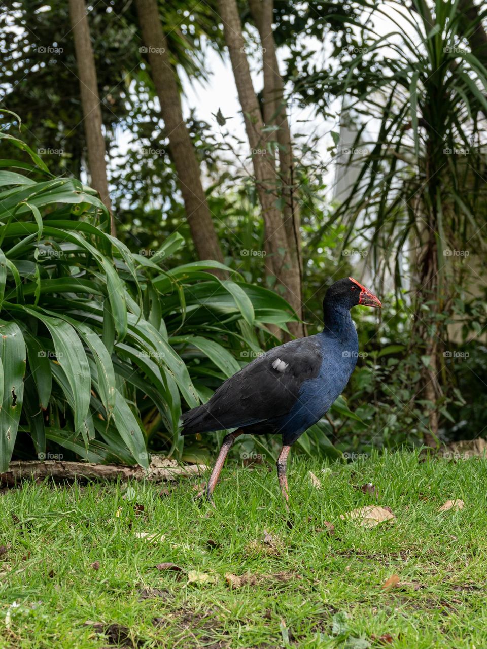 New Zealand native bird