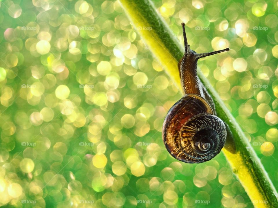 Snail. Beautiful bokeh.