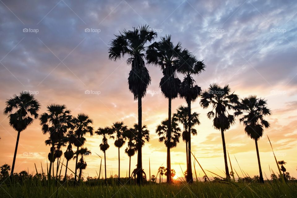 Sunrise behind silhouette of sugar palm in rice field