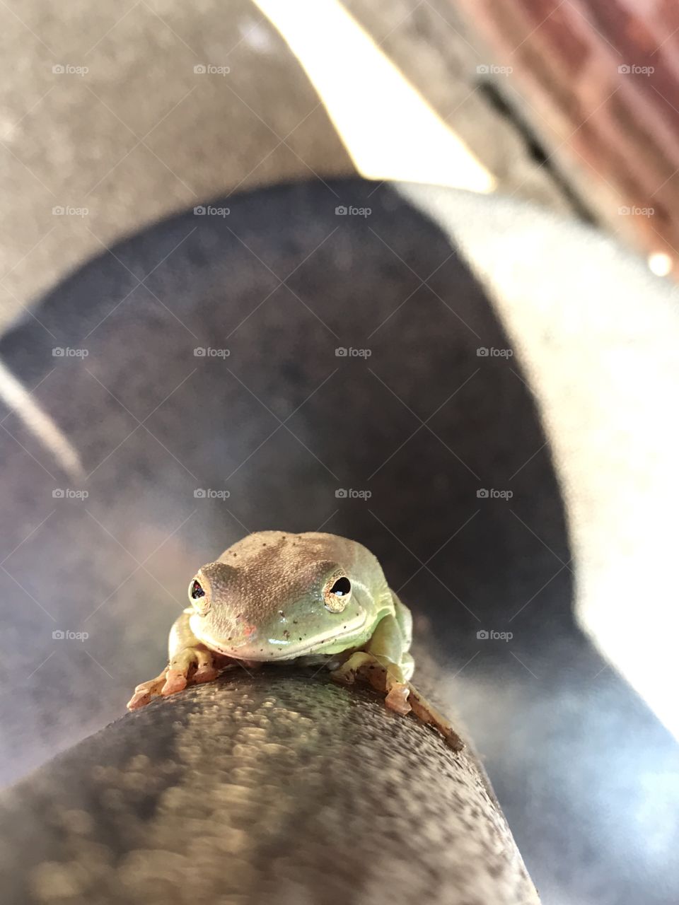 Froggo