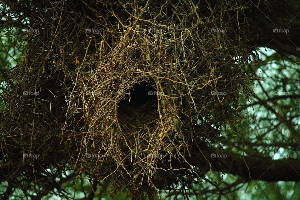 Parrots nest. dry branch thorns nest