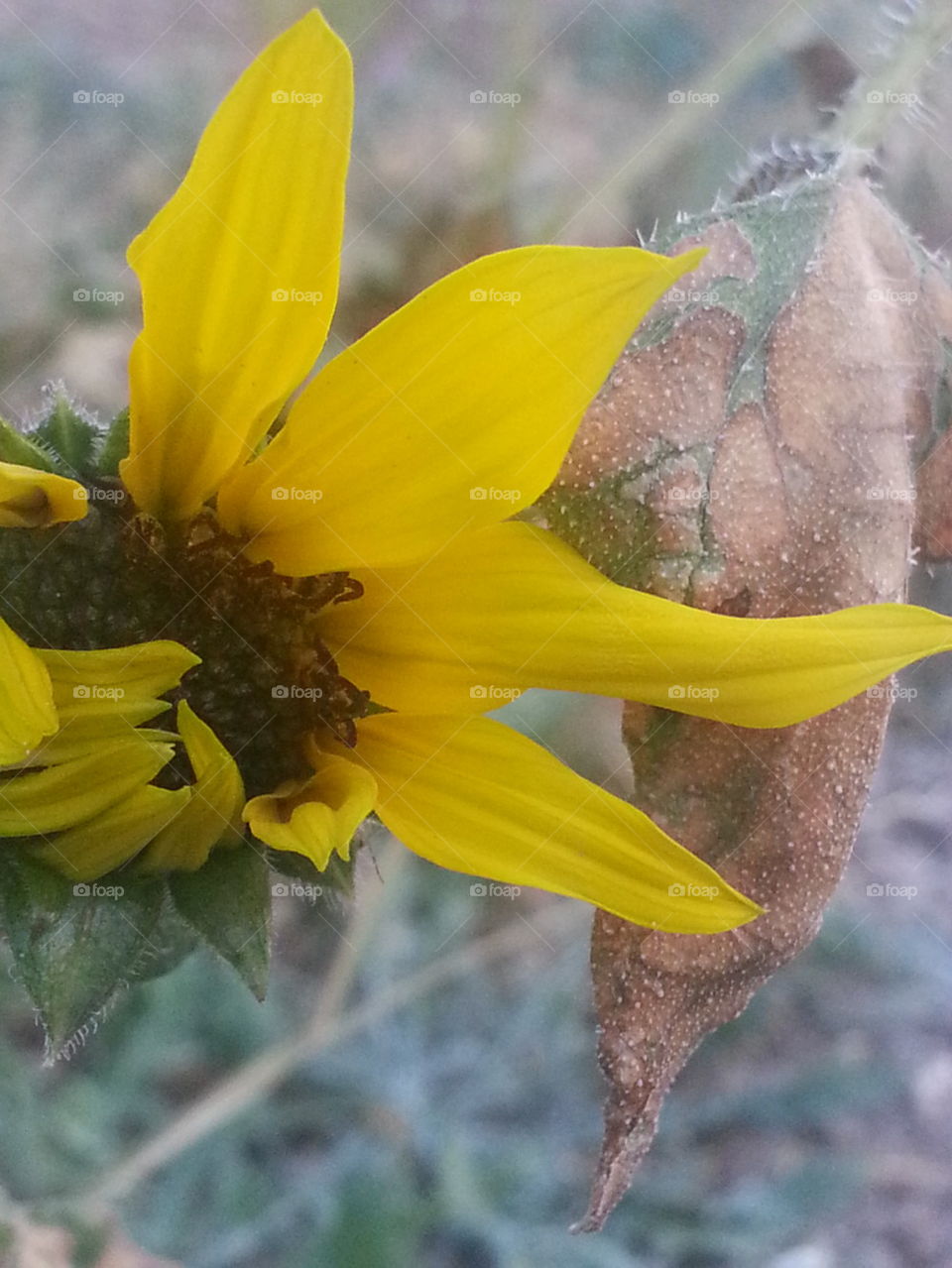 sunflower and dried leaf