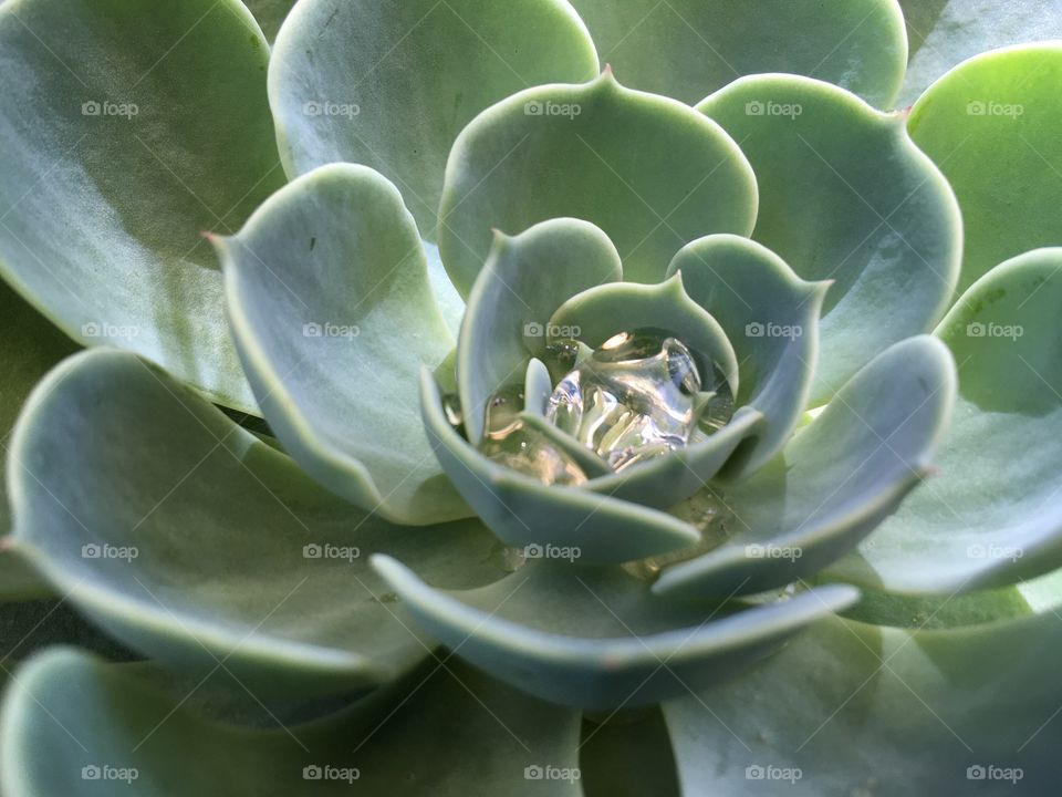 Drops of water resting on a beautiful green succulent