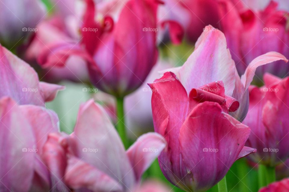 Tulip Season 3