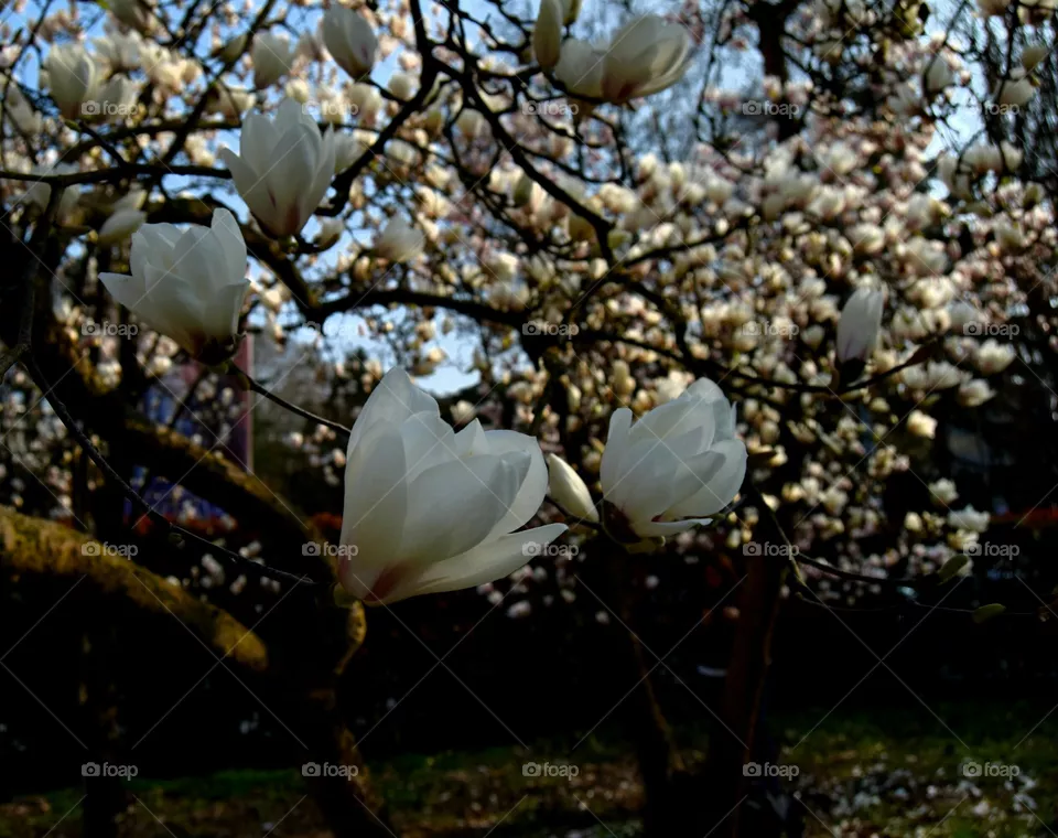 blossom