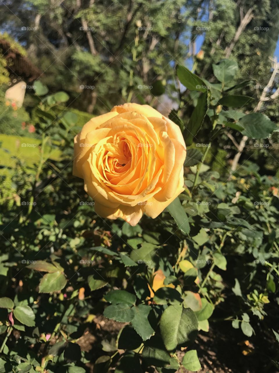 Sunny Country Yellow Rose 