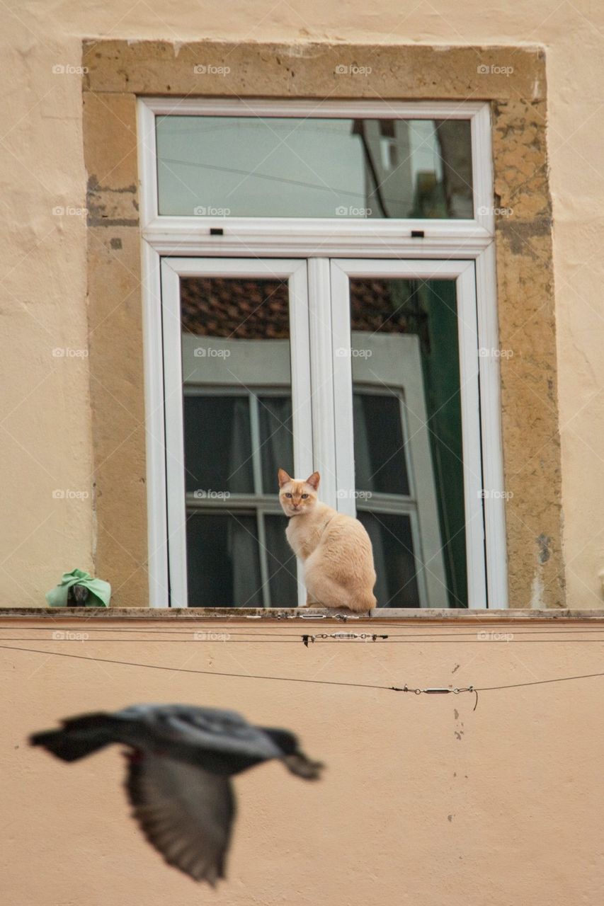 Cat longing for the bird 